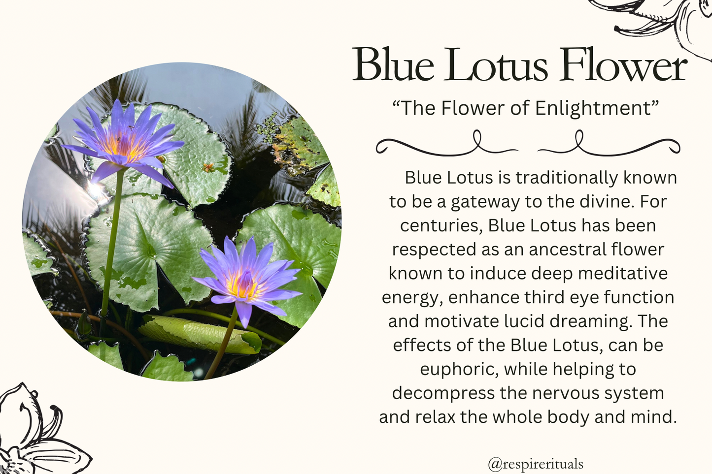 Whole Blue Lotus Flower (Nymphaea Caerulea) • 100% Organic • 15g